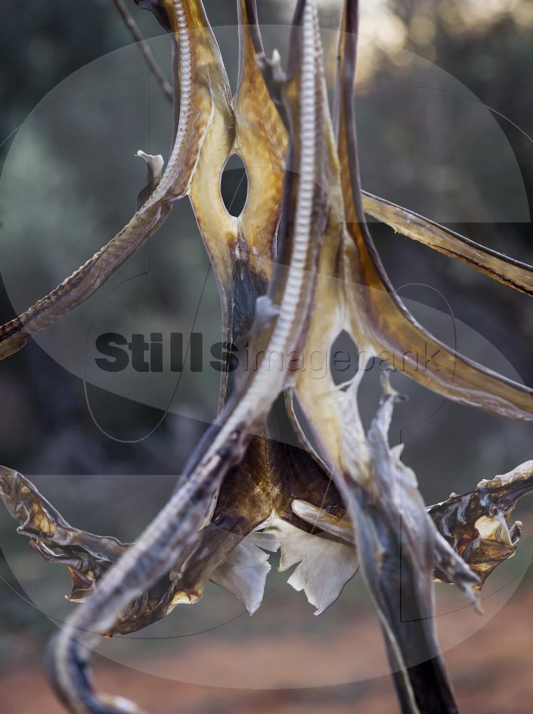 Blackmouth catshark