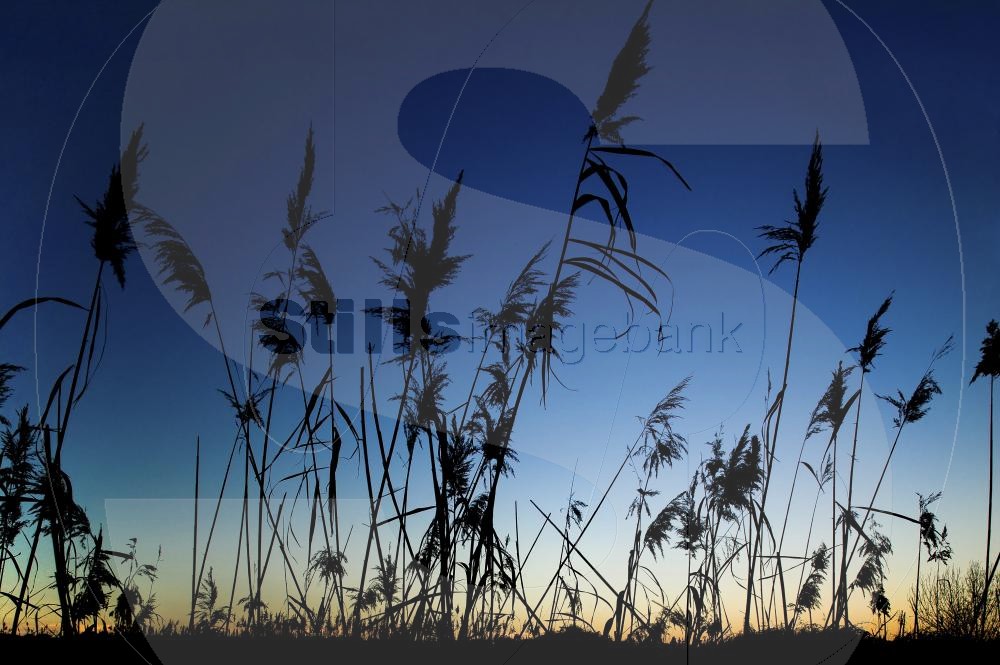 Pampas grass