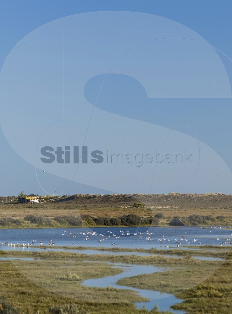Birds at Ria Formosa
