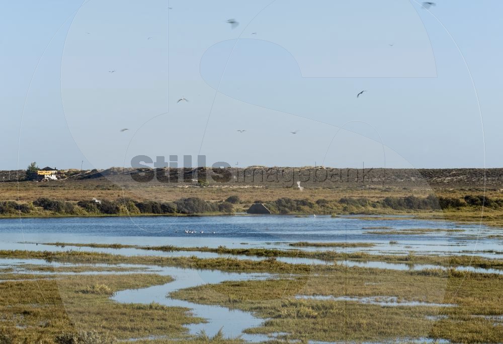 Birds at Ria Formosa