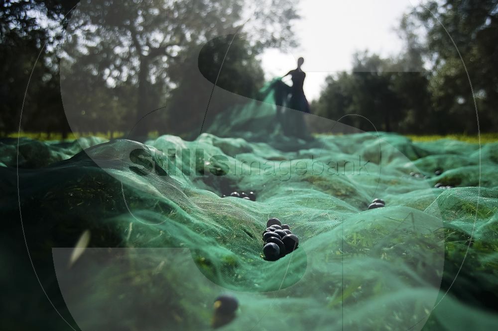 Olive harvest