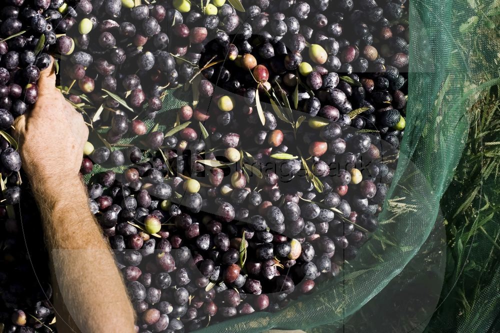 Olive harvest