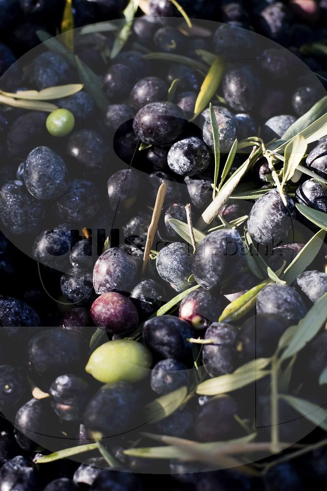 Olive harvest