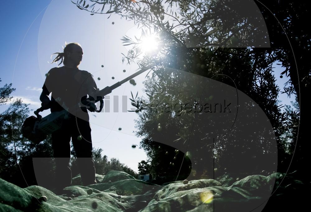 Olive harvest