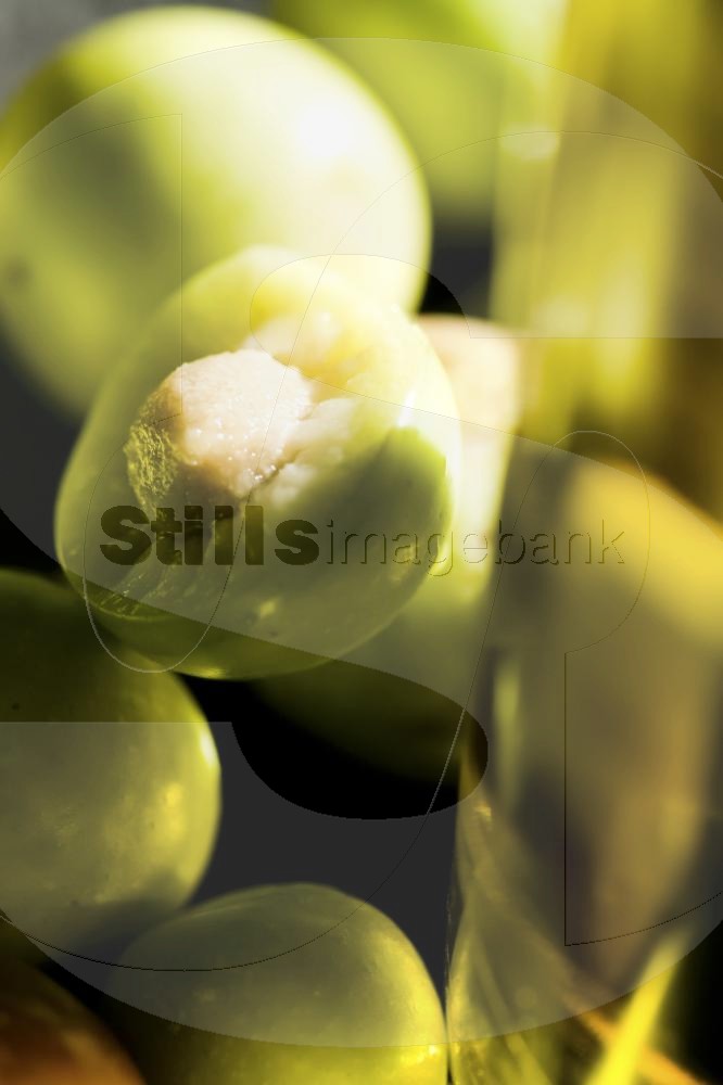 Unripe Olive