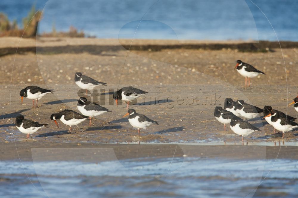 Oystercatcher
