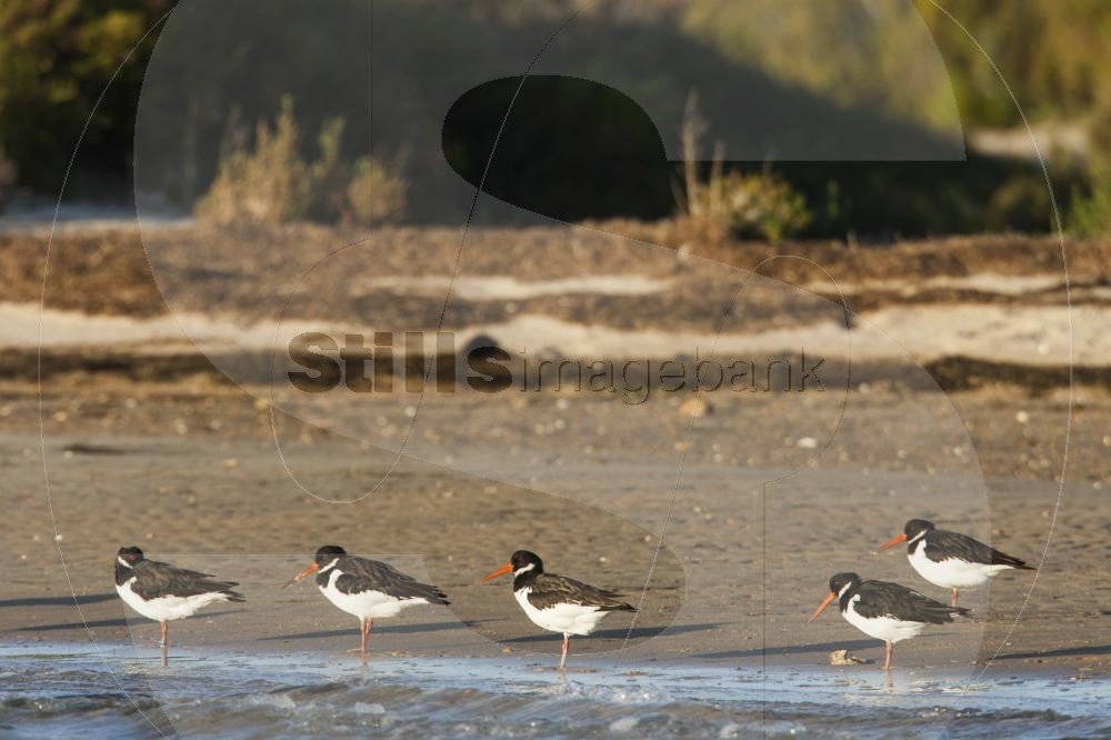 Oystercatcher