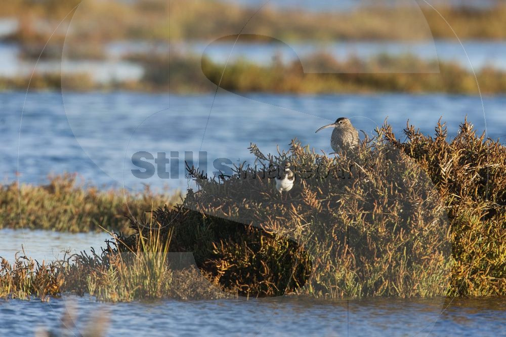 Whimbrel and Common ringed plover