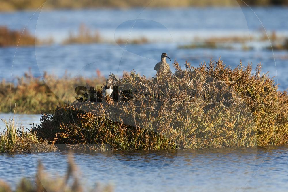 Whimbrel and Common ringed plover
