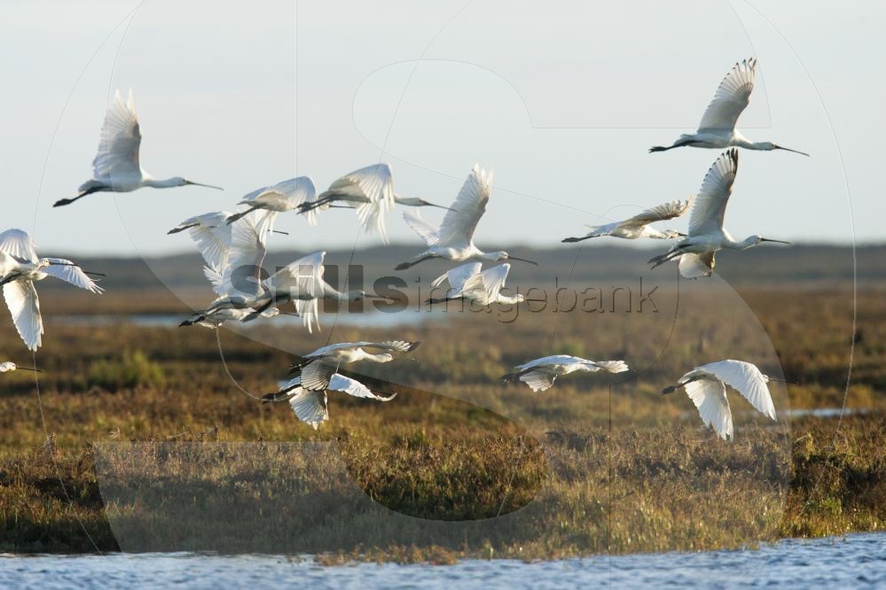 Eurasian spoonbill