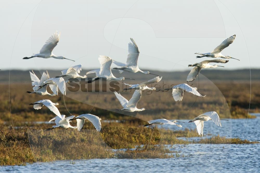 Eurasian spoonbill