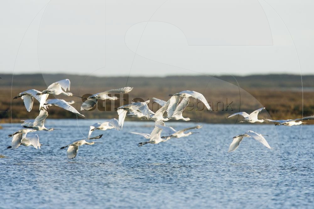 Eurasian spoonbill