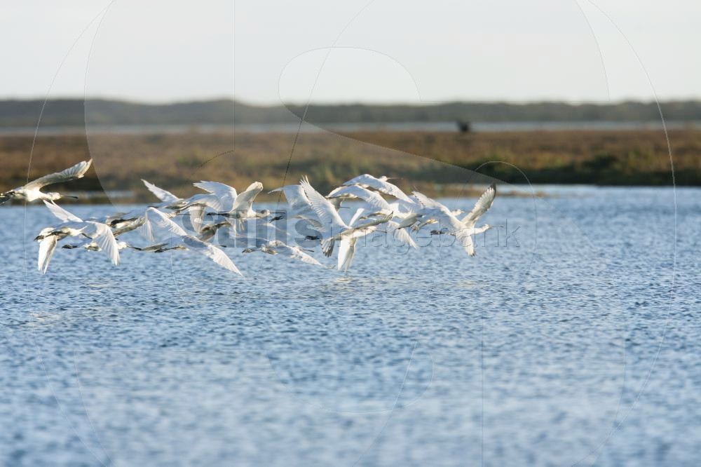 Eurasian spoonbill