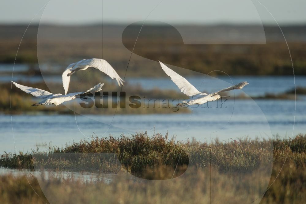 Eurasian spoonbill