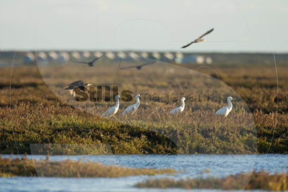 Eurasian spoonbill