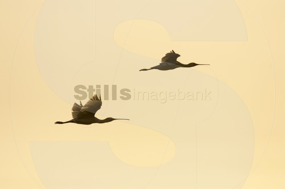 Eurasian spoonbill