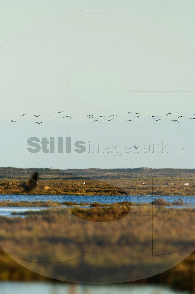 Cormorants in Ria Formosa