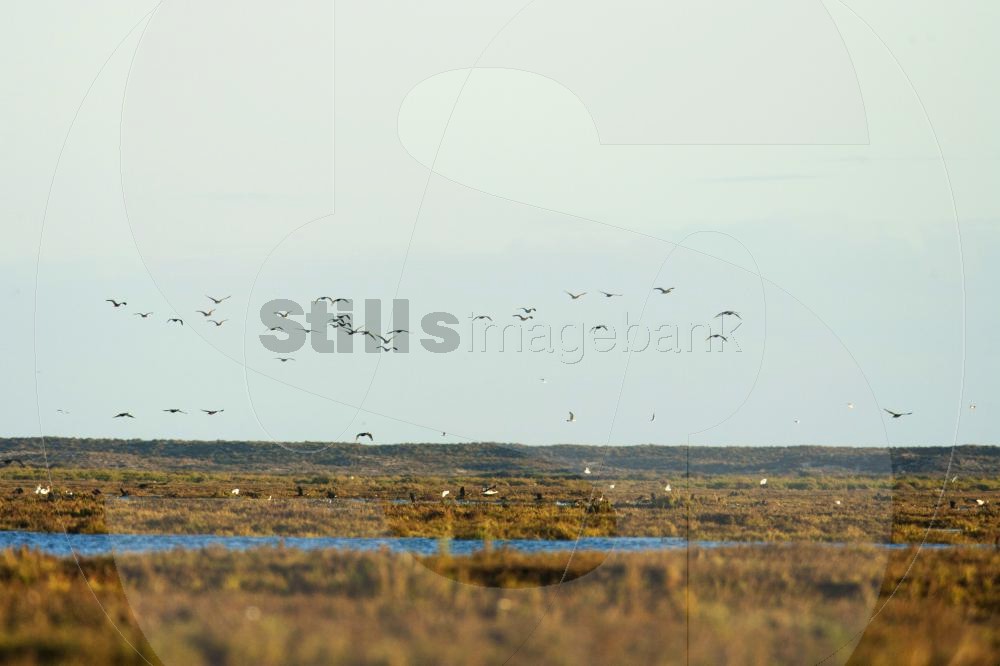 Cormorants in Ria Formosa