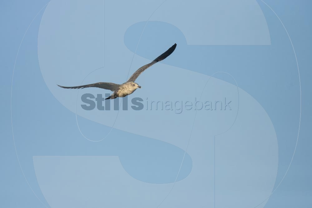 Seagull