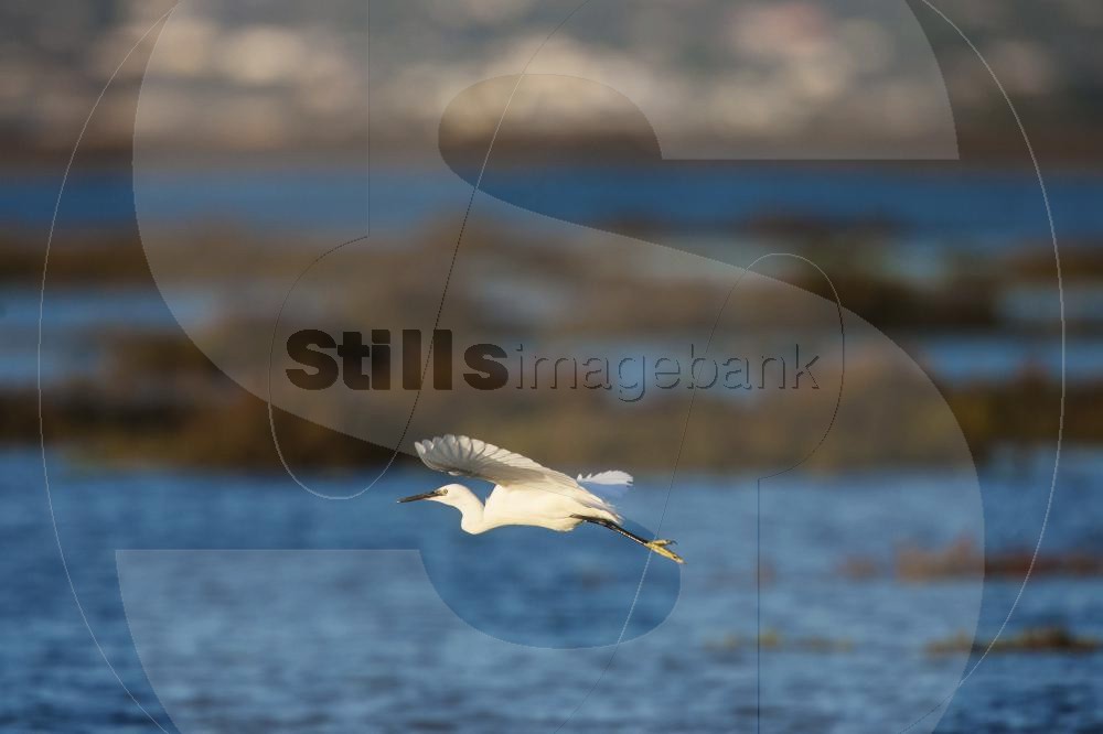 Little egret