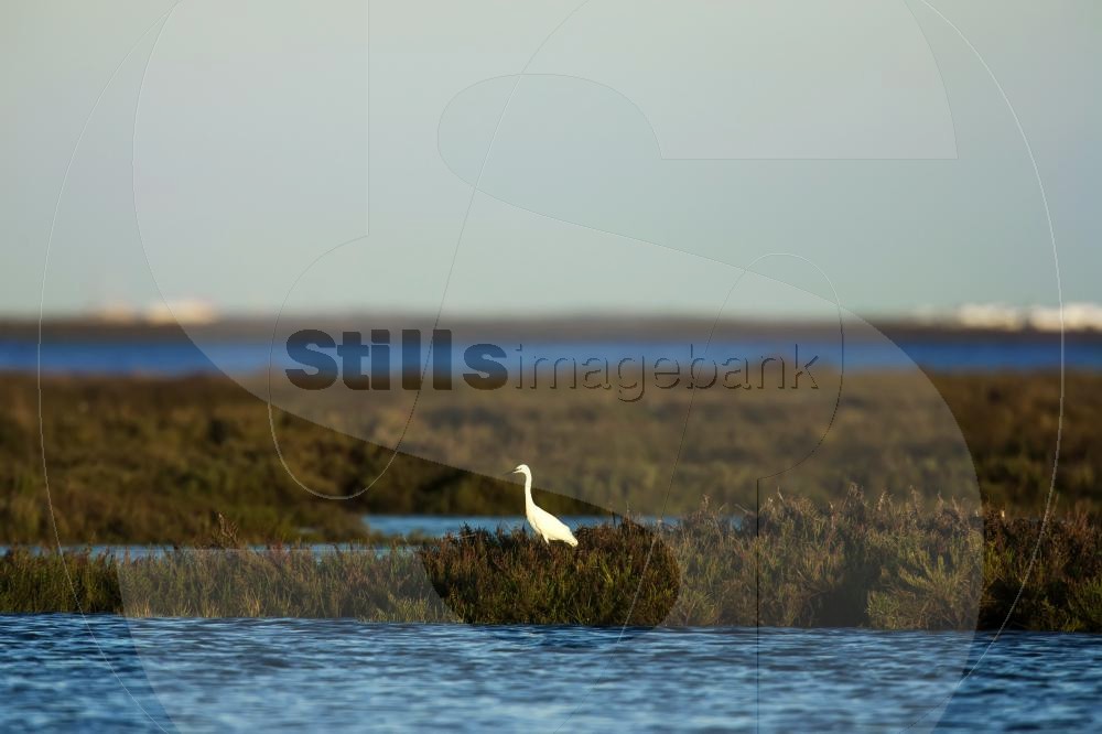 Little egret