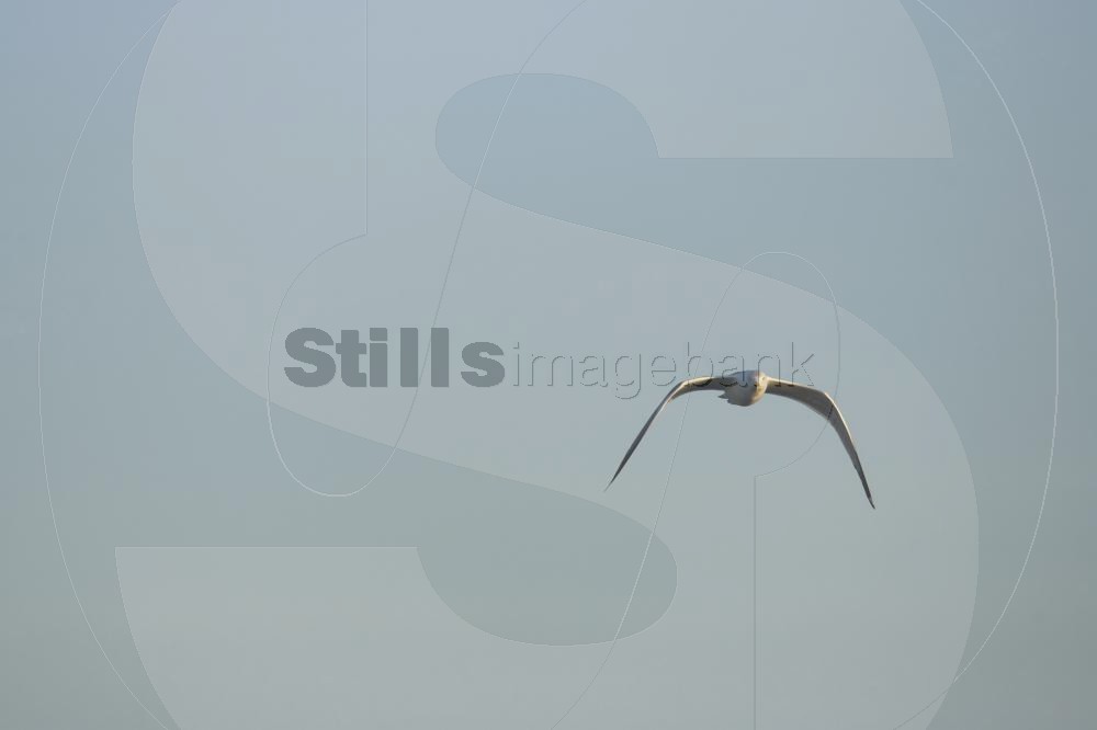 Seagull
