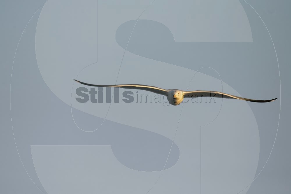 Seagull