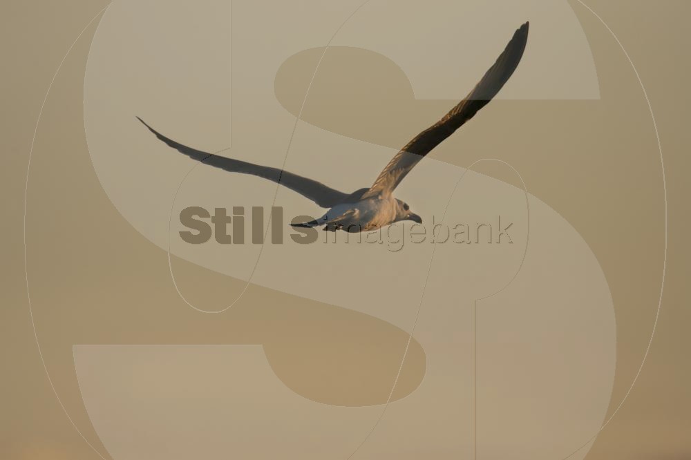 Seagull
