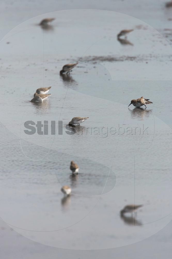 Dunlin