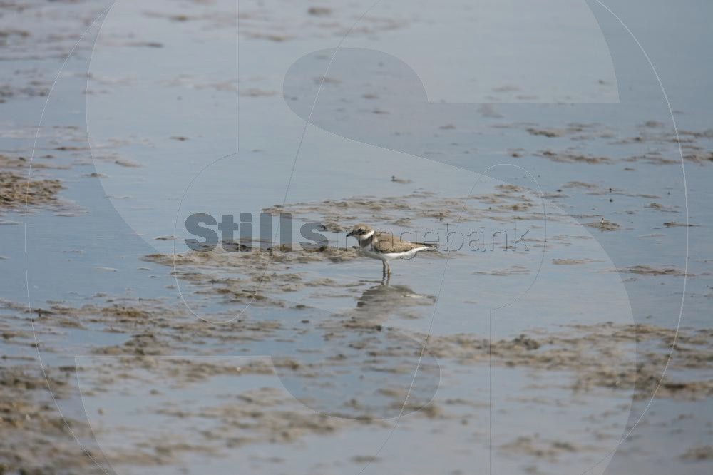 Common ringed plover