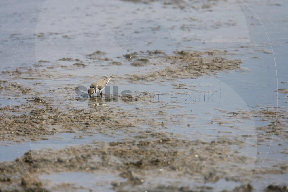 Common ringed plover