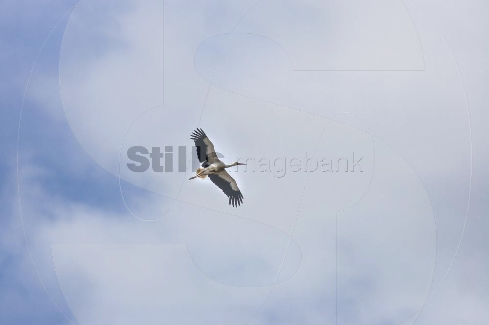 Stork
