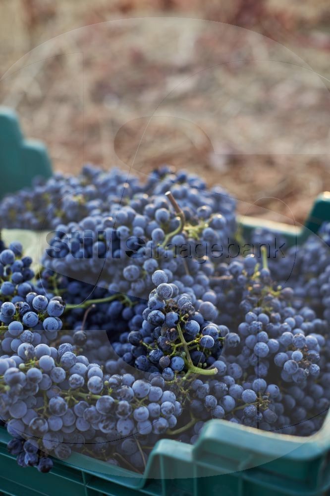 Grapes