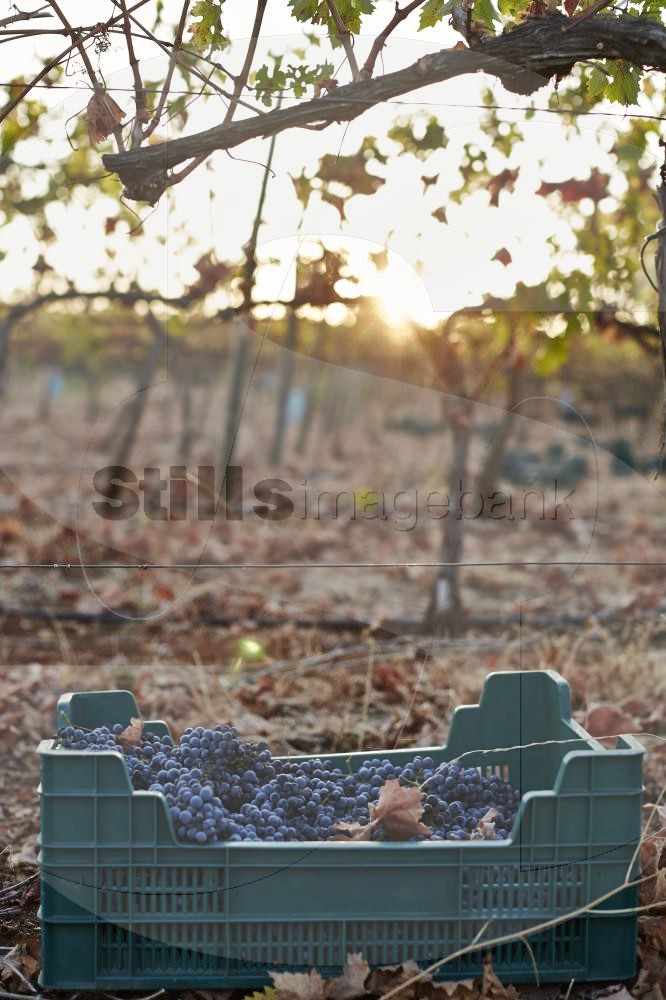 Grapes