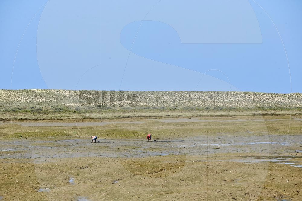 Clam picking