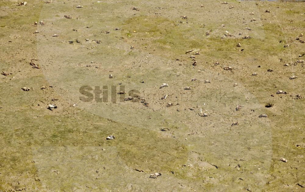 Fiddler crabs