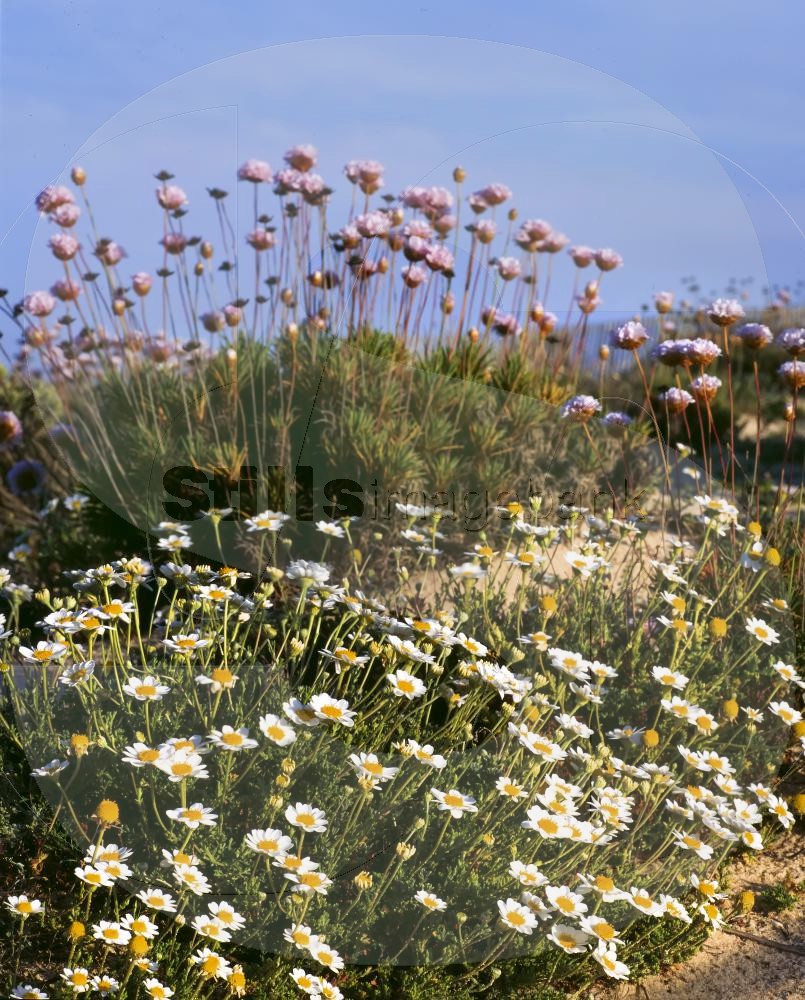 Daisys