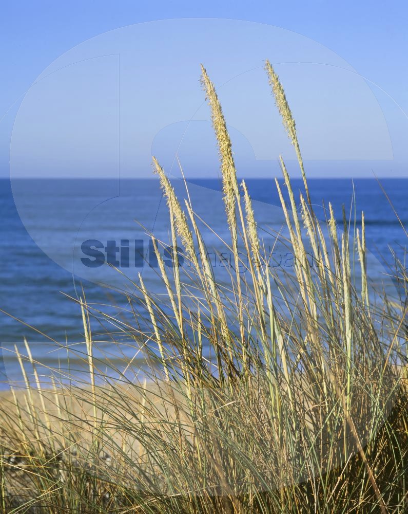 Sand couch plants