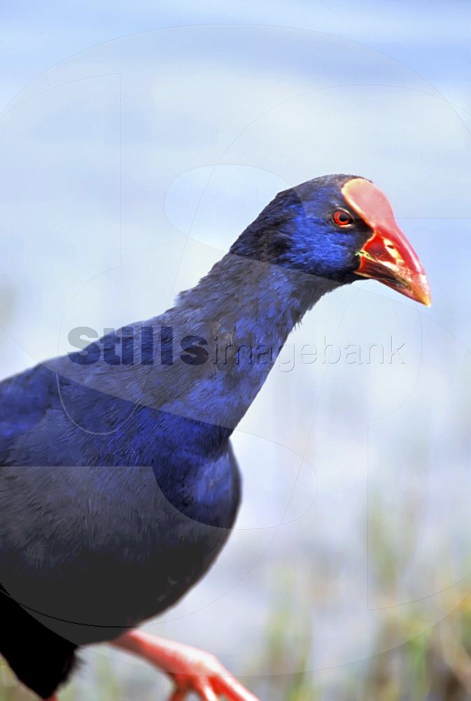 Purple swamphen
