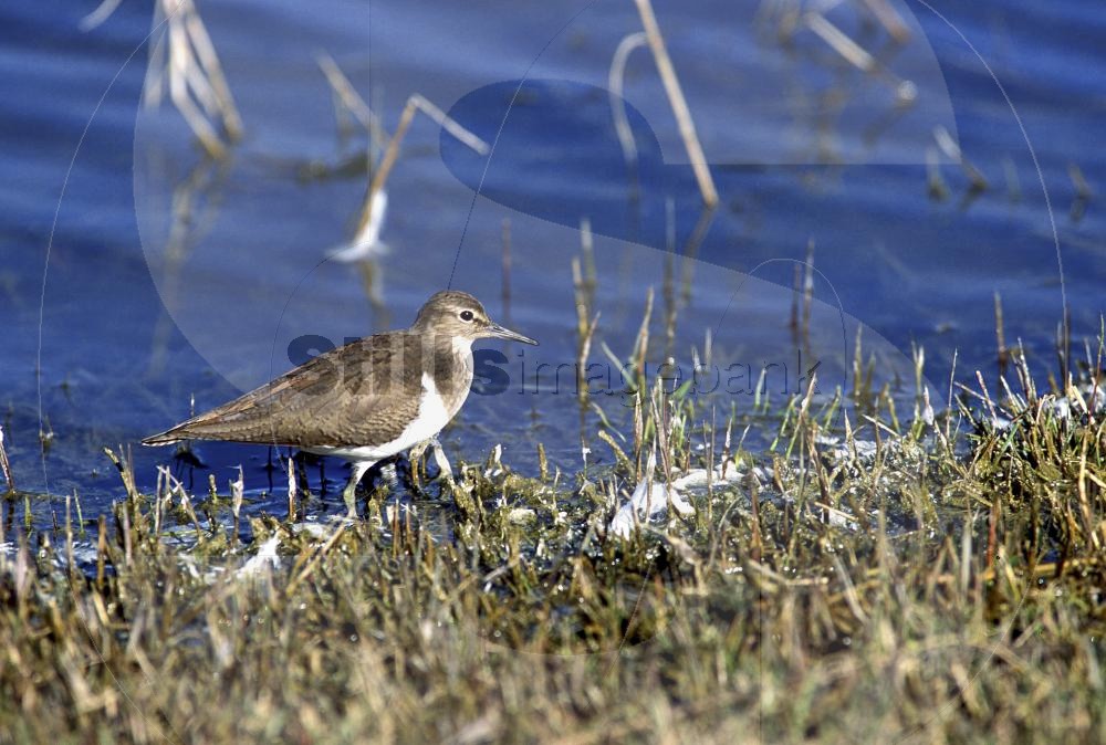 Dunlin
