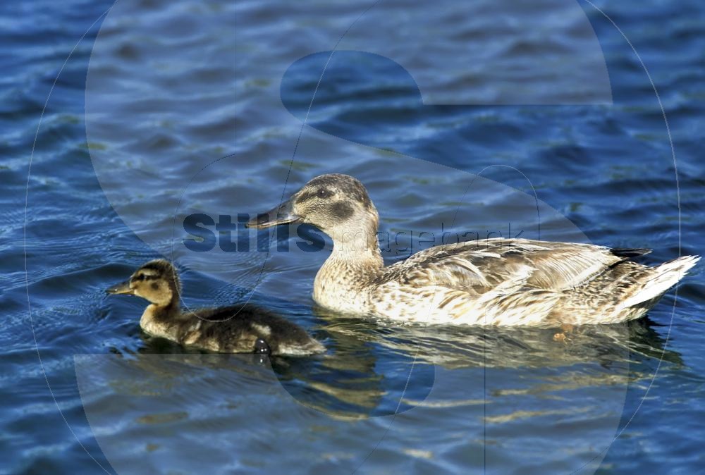 Mallard