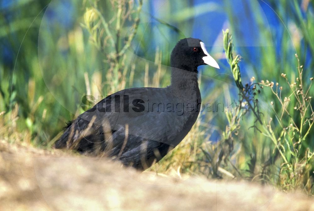 Eurasian coot