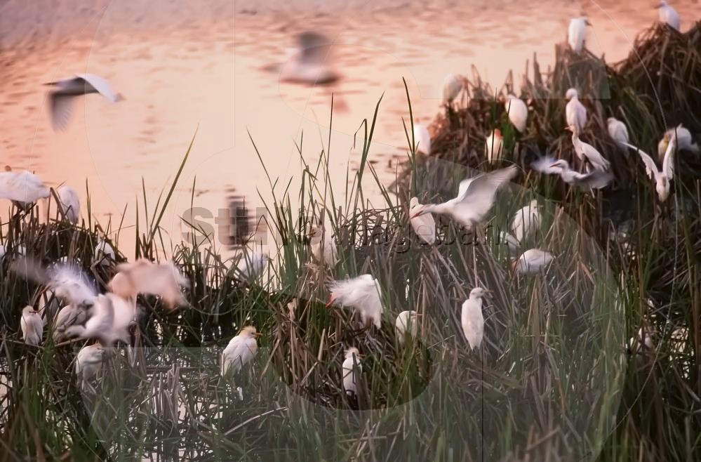 Cattle egrets
