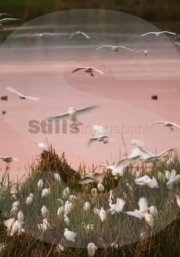 Cattle egrets