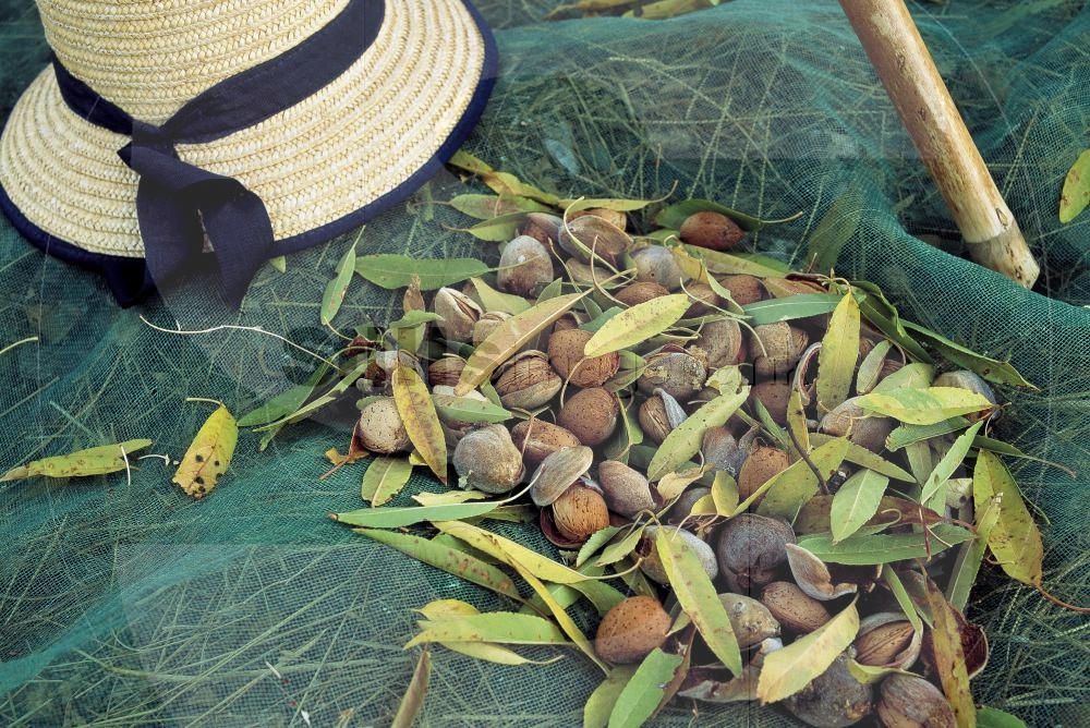 Almond Harvest