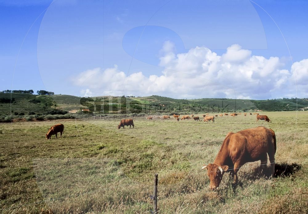 Rural algarvian landscape