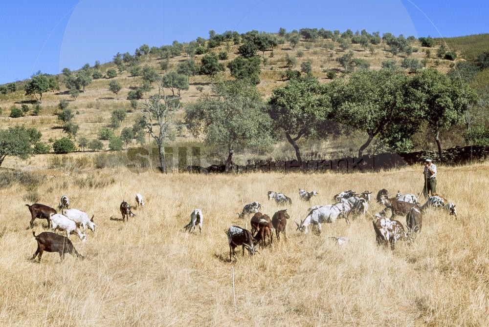 Shepherd with goats (RM)