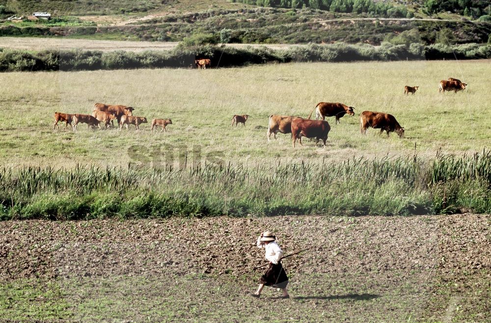 Rural algarvian landscape