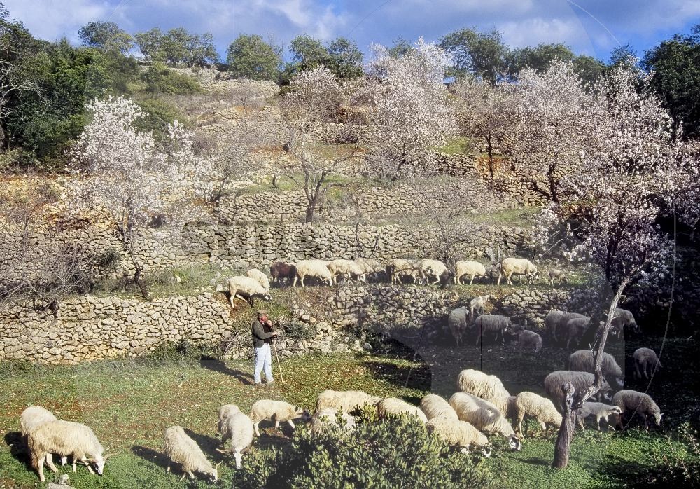 Shepherd with sheeps (RM)