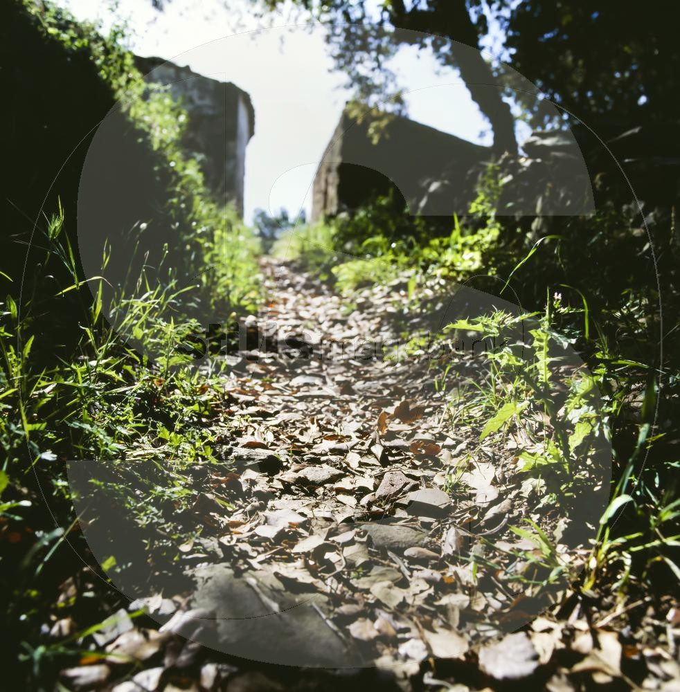 Track in the countryside
